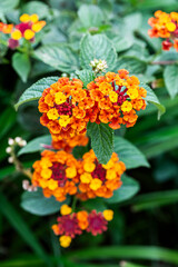 Flor de Fuego - Cinco Negritos - Lantana Camara