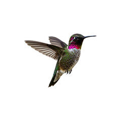 Fototapeta premium Colorful Hummingbird in Flight – Exotic Bird Photography