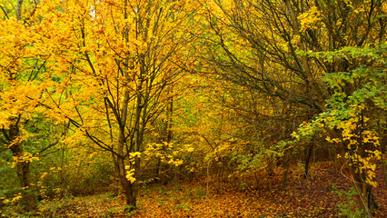 Obraz premium Trees and shrubs with autumn foliage in brown bear territory 