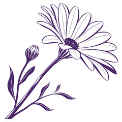 african daisy white purple on white background 