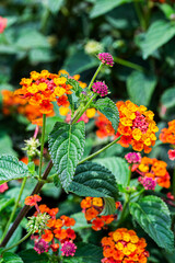 Flor de Fuego - Cinco Negritos - Lantana Camara
