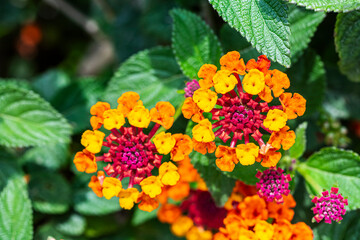 Flor de Fuego - Cinco Negritos - Lantana Camara