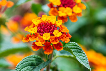 Flor de Fuego - Cinco Negritos - Lantana Camara