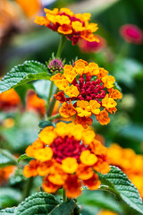 Flor de Fuego - Cinco Negritos - Lantana Camara