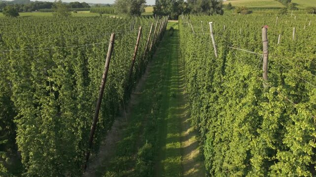Fly with me along the Bavarian hops fields close to Pfaffenhofen region which is called the Holledau region and which is one of the biggest hops agriculture areas worldwide
