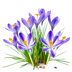 blue crocus flowers isolated on white background