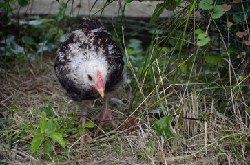 Small Farm Chickens and Chicks.