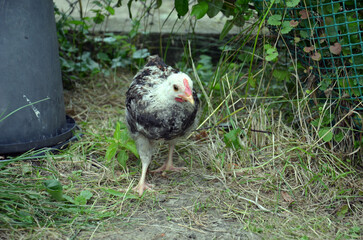 Small Farm Chickens and Chicks.