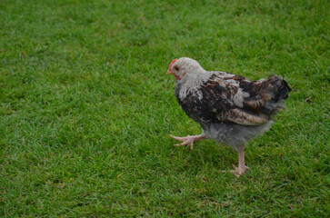 Small Farm Chickens and Chicks.