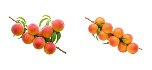 Harvesting juicy plums orchard food natural setting fresh produce concept. Cut out set png