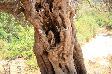 Old gnarled olive tree trunk with deep textures natural hollows, textured bark, highlighting...