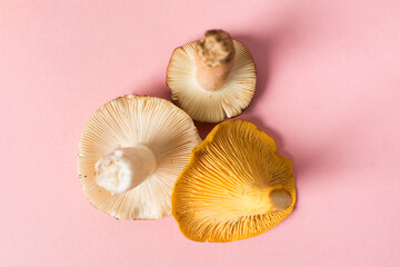Various fresh mushrooms on pink background