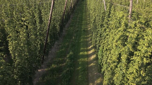 Fly with me along the Bavarian hops fields close to Pfaffenhofen region which is called the Holledau region and which is one of the biggest hops agriculture areas worldwide