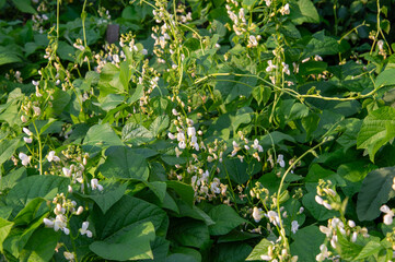 Lush green bean plants thrive in a sunny garden, displaying delicate white flowers amidst vibrant leaves in the warmth of summer