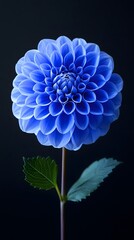 "Blue Dahlia with Green Leaves on Black"