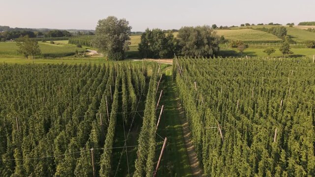 Fly with me along the Bavarian hops fields close to Pfaffenhofen region which is called the Holledau region and which is one of the biggest hops agriculture areas worldwide