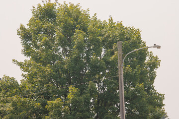 trees in the park with a streetlight