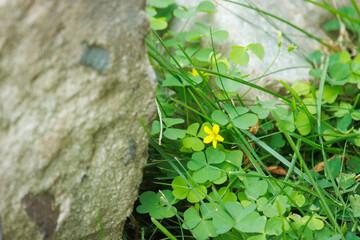 A small yellow flower in the grass with a stone and green clover
