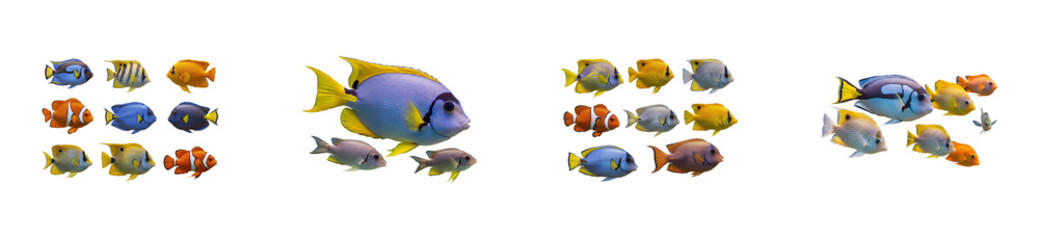 Colorful fish swimming together in tropical reef underwater scene vibrant marine life. Cut out set png