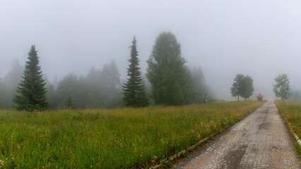 Misty road at Predov Krst with cracked asphalt disappearing into fog, surrounded by fir trees and valleys. Tara National Park. Tara, Serbia.

