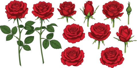 Red rose bloom illustration, flower growth stages, botanical clipart set, rose plant with leaves, floral vector design, garden blossom bundle