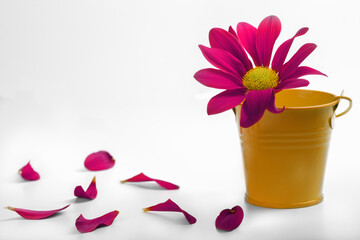 red flower in a small bucket with fallen petals on a white background