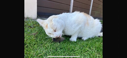 white one-eared cat eating a dead mouse he caught