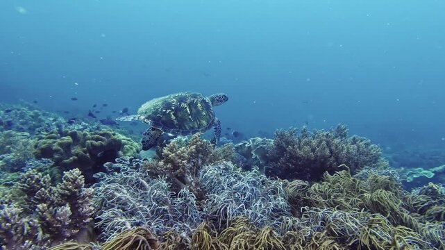 Unterwasseraufnahme einer gr&uuml;nen Meeresschildkr&ouml;te beim Schwimmen nahe der K&uuml;ste von Bohol, Philippinen.
