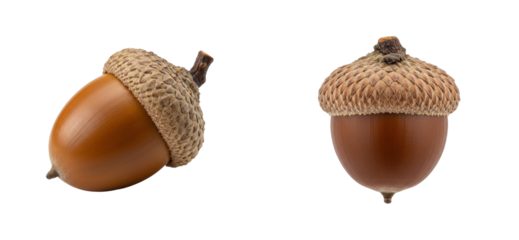 Collecting acorns nature's bounty outdoor exploration still life forest natural beauty. Cut out set png