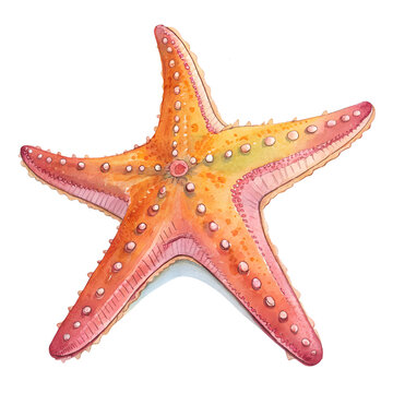 Watercolor illustration of starfish. Animal watercolor illustration.on a solid white background