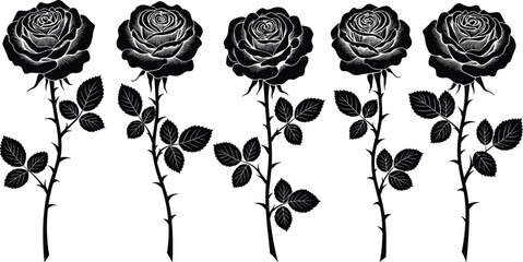 Elegant black and white rose illustrations, botanical floral art, nature-inspired design, detailed flower graphics, Adobe Stock, elegant plant sketches
