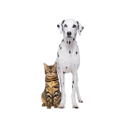 kitten and dog isolated on white background