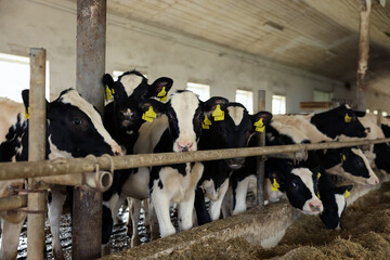 Cute calves near fence inside cowshed in dairy farm