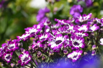 Obraz premium Purple pansies in a garden.