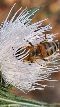 bee on the ground