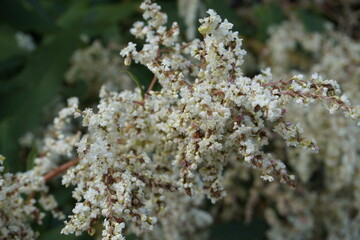 Macro photography close up of the white flowers of a Fallopia japonica, or Japanese knotweed, an invasive plant