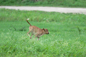 Baby cow trotting across a grassy field
