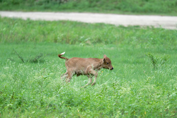 Fototapeta premium Young calf running on a green meadow