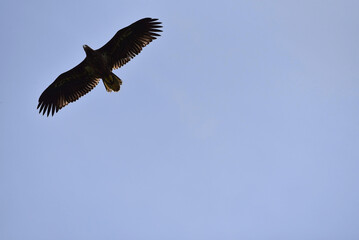 Obraz premium A shot from below of a juvenile white-tailed eagle bird, Haliaeetus albicilla, with its wings wide spread over a clear blue sky. 