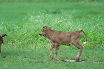 Cute calf in motion on fresh green grass