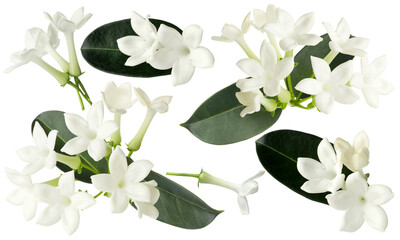 jasmine flowers and leaves isolated on white, set