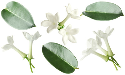jasmine flowers and leaves isolated on white, set