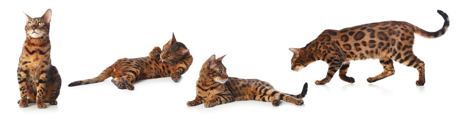 Bengal cat on white background, set of photos. Cute pet
