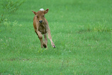 Young calf running on a green meadow