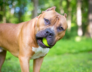 A Mastiff mixed breed dog holding a ball in its mouth