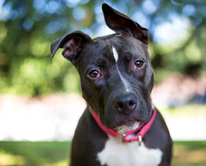 A black and white Pit Bull Terrier mixed breed dog with floppy ears