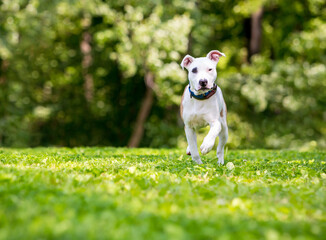 A Terrier mixed breed dog walking toward the camera