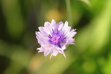 Echte Kornblume mit Rosafarbenen Blütenblätter und Lila Stempeln - Lateinisch Centaurea cyanus L. - Aus der Familie der Asteraceae
