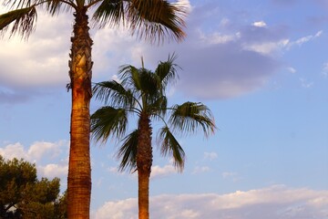 coconut palm trees