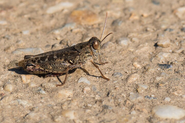 A Brown Grasshopper is Resting on the Park Pavement and Doesn't Seem Affected by the Intense Summer Heat